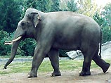 В одном из колумбийских зоопарков слон предпринял попытку побега