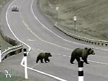 Службы безопасности опасаются появления медведей на саммите G8