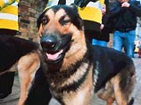 В Нью-Йорке появится 300 памятников собакам-спасателям