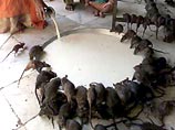 В храме Карни Мата Хинду в Дешноке, Раджастан, уже давно безмятежно проживают сотни крыс