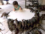 В индийском храме дети пьют молоко из миски вместе с крысами