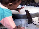 В индийском храме дети пьют молоко из миски вместе с крысами (ФОТО)