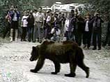 Медведя пытались отогнать, но это не удалось