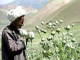 Афганские крестьяне вновь начали выращивать опиумный мак