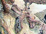 В Шотландии обнаружены ископаемые останки самых старых ног, на которых можно ходить по земле