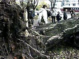 По Калининградской области пронесся ураган По Калининградской области пронесся ураган
