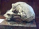 В Грузии найден череп человека, мозг которого был не больше, чем у гориллы

