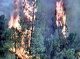 На сегодняшний день на Камчатке действуют 17 очагов лесных пожаров общей площадью около 9 тыс. га