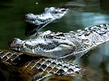 В лондонском аэропорту Heathrow в грузовом отсеке одного из самолетов обнаружены 10 редчайших крокодилов