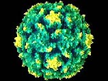Ученые создали искусственный вирус 