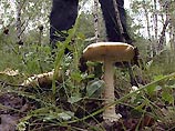 В России появились первые жертвы отравления грибами 