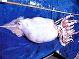 В Тасмании был найден мертвый кальмар гигантских размеров, достойный того, чтобы его внесли в книгу рекордов Гиннеса