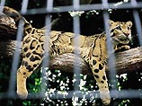 В Индии скончался самый старый леопард на планете