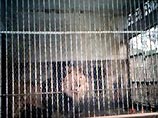 Из Харьковского зоопарка похищена пятимесячная львица