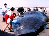 50 китов выбросились на берег