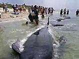Американским ученым удалось спасти 46 из 55 китов, выбросившихся на сушу