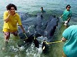 Американским ученым удалось спасти 46 из 55 дельфинов, выбросившихся на сушу