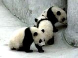 Шанхайские панды, которые являются гордостью зоопарка и национальным символом, живут в оснащенных кондиционерами вольерах