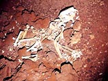 В Австралии обнаружены кости гигантского кенгуру и сумчатого льва