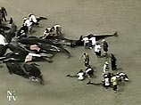 Более 40 дельфинов, спасенных накануне в США, снова выбросились на берег