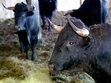  "Импортных быков", которые до этого находились на подмосковной ферме, уже доставили в Ярославль