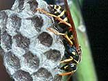 В период размножения перепончатокрылые насекомые ведут себя агрессивно и могут напасть на человека