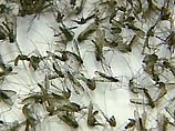 Основной способ борьбы с инфекцией - уничтожение комаров, переносящих вирус