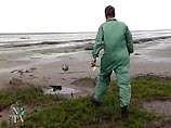 С мая в водах Северного моря погибло более 2 тыс. тюленей