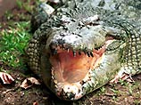 Огромный крокодил, которому не менее ста лет, обитает в реке Рузизи среди гиппопотамов и их не трогает