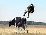 В Свердловской области создается коровий спецназ