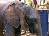Совет Безопасности ООН усыновил раненого браконьерами 14-месячного слоненка