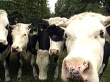 В Канаде зарегистрирован первый случай смерти человека от "коровьего бешенства"