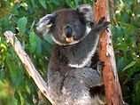 Небольшой австралийский городок Ганеда, в котором проживает много медведей коал, пытается подзаработать на них, продавая туристам упакованные  экскременты этих животных