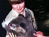 В Австралии туристам предлагают купить помет коал
