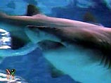 В США 10 человек упали в бассейн с акулами