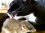 Тайская кошка удочерила крысу