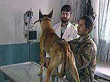 В среднем в 1,5-2 раза увеличены тарифы на платные ветеринарные услуги в Москве
