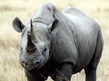 В ЮАР носорог почти 6 часов блокировал движение автострады