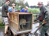 Зоопарки других городов Германии предложили своим коллегам в регионе Эльбы временно перевезти их питомцев в безопасные места