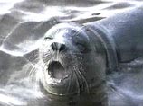 Мурманских тюленей будут использовать в поисковых и спасательных операциях на море