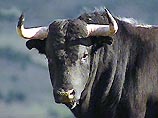 В Томской области бык убил своего хозяина