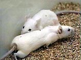 Мыши могут стать банком человеческой спермы