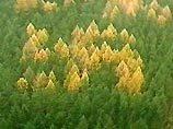 Впервые желтая свастика из лиственниц среди зеленых хвойных деревьев в лесу в 100 километрах от Берлина была обнаружена в 1992 году одним ученым, проводившим топографические съемки местности