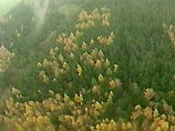 И вот теперь немецкие лесорубы вновь принялись за уничтожение последнего символа нацизма. Они должны спилить 25 из 57 деревьев, составляющих свастику, чтобы уничтожить всякое напоминание о фашизме, как они надеются, навсегда И вот теперь немецкие лесорубы вновь принялись за уничтожение последнего символа нацизма. Они должны спилить 25 из 57 деревьев, составляющих свастику, чтобы уничтожить всякое напоминание о фашизме, как они надеются, навсегда