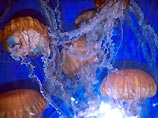 В Таиланде от ядовитых ожогов медузы скончался турист
