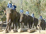 В Таиланде запретили ездить на слонах по улицам города 