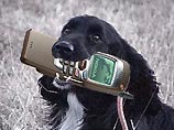 В Финляндии начинают выпуск сотовых телефонов для собак В Финляндии начинают выпуск сотовых телефонов для собак