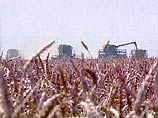 В России собран рекордный урожай зерна