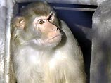 Человеческий мозг достиг нынешних размеров в результате утраты одного из генов Человеческий мозг достиг нынешних размеров в результате утраты одного из генов