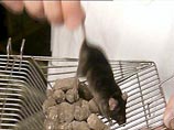 В течение двух лет грызунов подвергали по часу в день облучению различной интенсивности от включенных мобильных телефонов В течение двух лет грызунов подвергали по часу в день облучению различной интенсивности от включенных мобильных телефонов